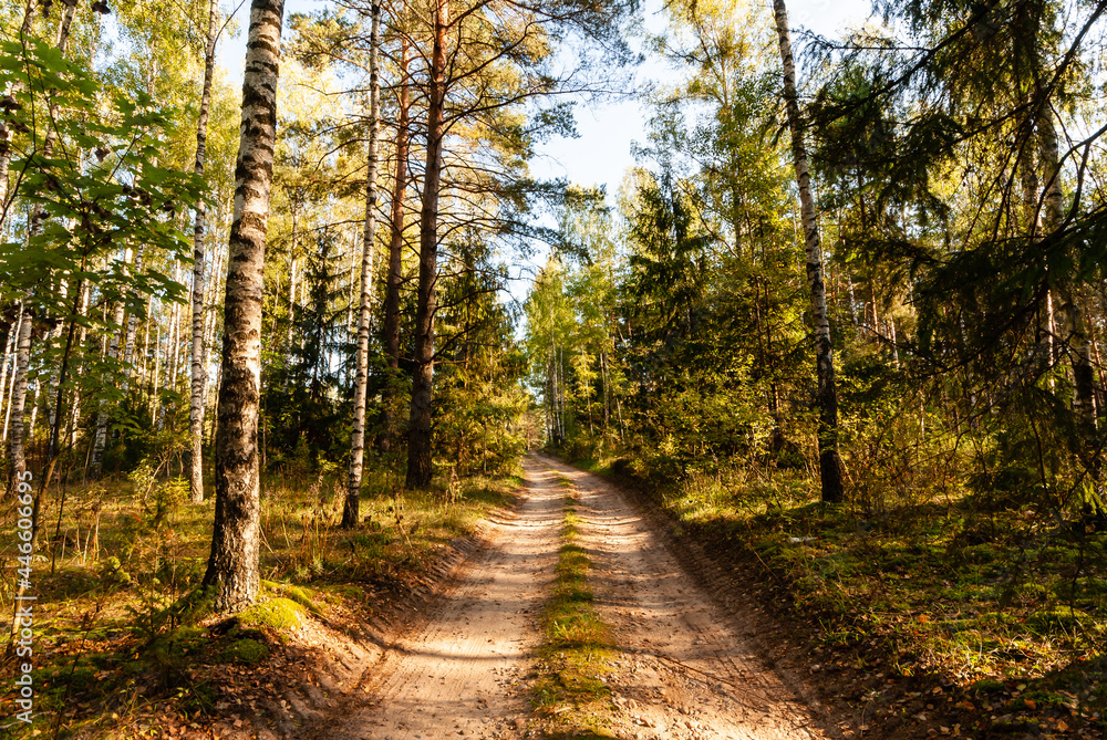 Lato w Puszczy Knyszyńskiej, Podlasie, Polska Lato w Puszczy Knyszyńskiej, Podlasie, Polska