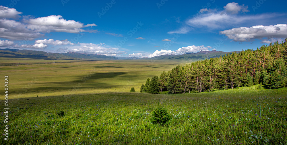 beautiful landscape with pine trees and green valley