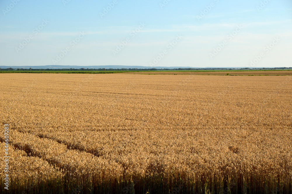 ripe wheat filed n sunlight with blue sky in Vojvodina