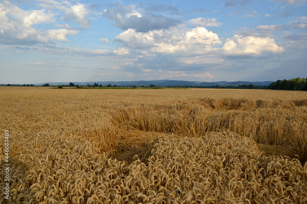 weather damaged ripe wheat field