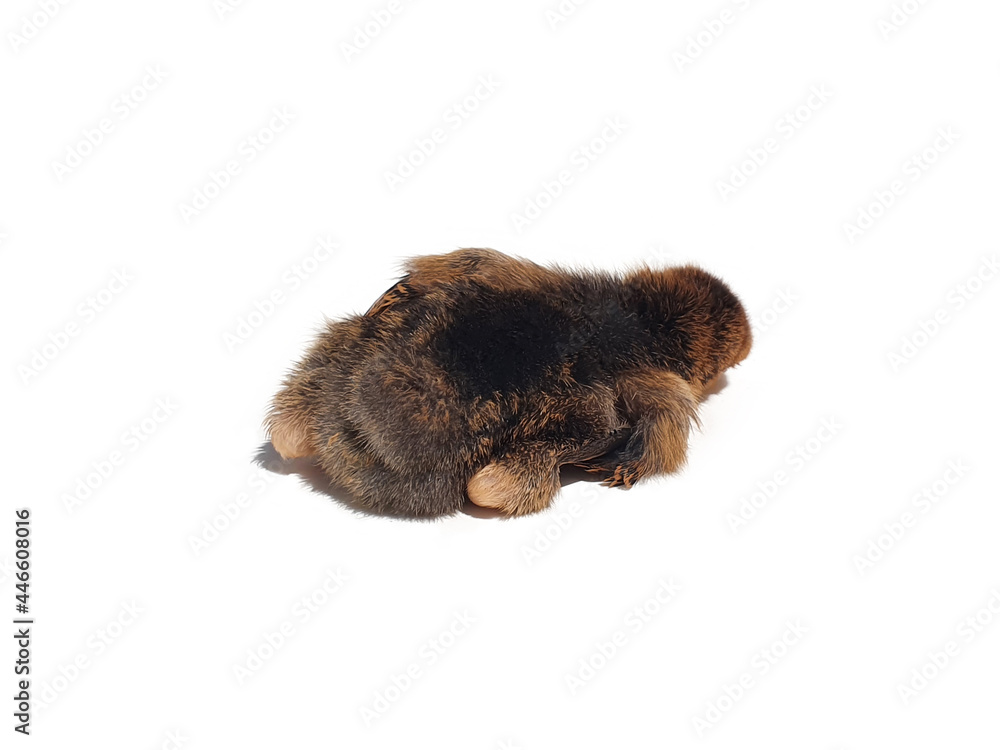 Fototapeta premium Small brown chicken hen lying isolated on white background, back view, closeup. Baby hen, two weeks old.