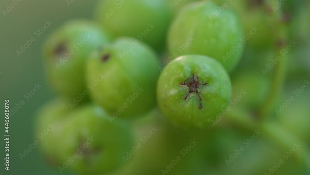 Immature Rowan fruits in natural ambient (Sorbus Aucuparia) - (4K) Immature Rowan fruits in natural ambient (Sorbus Aucuparia) - (4K)