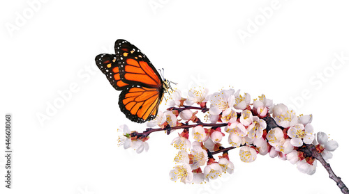 colorful monarch butterfly on a blooming apricot branch isolated on white