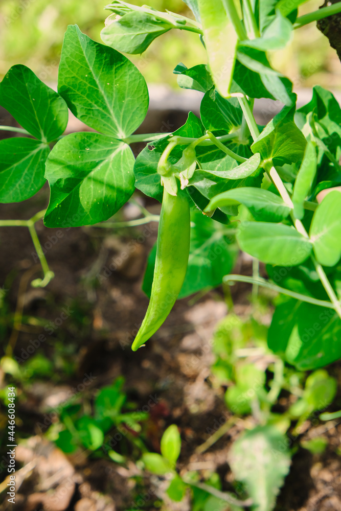 Green peas in pods harvest on the bed, natural organic pea sprouts in summer Green peas in pods harvest on the bed, natural organic pea sprouts in summer