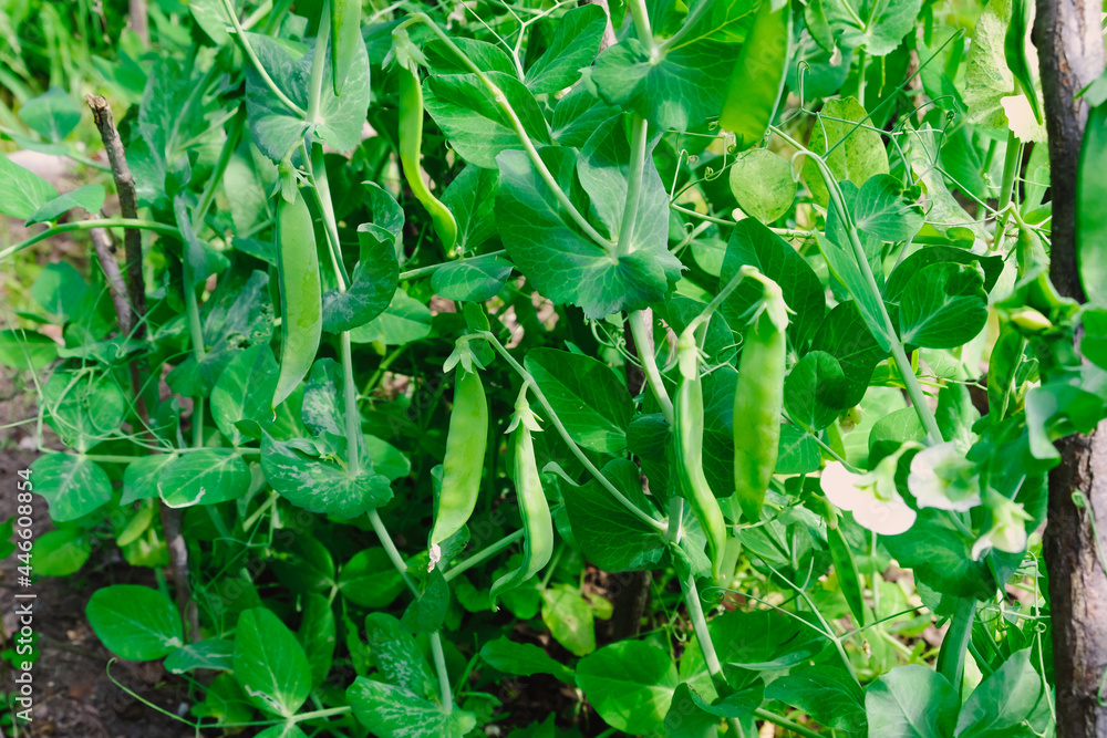 Green peas in pods harvest on the bed, natural organic pea sprouts in summer Green peas in pods harvest on the bed, natural organic pea sprouts in summer