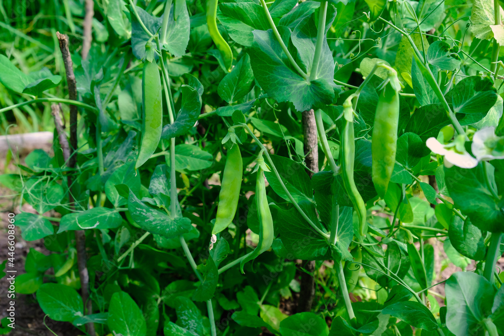Green peas in pods harvest on the bed, natural organic pea sprouts in summer Green peas in pods harvest on the bed, natural organic pea sprouts in summer