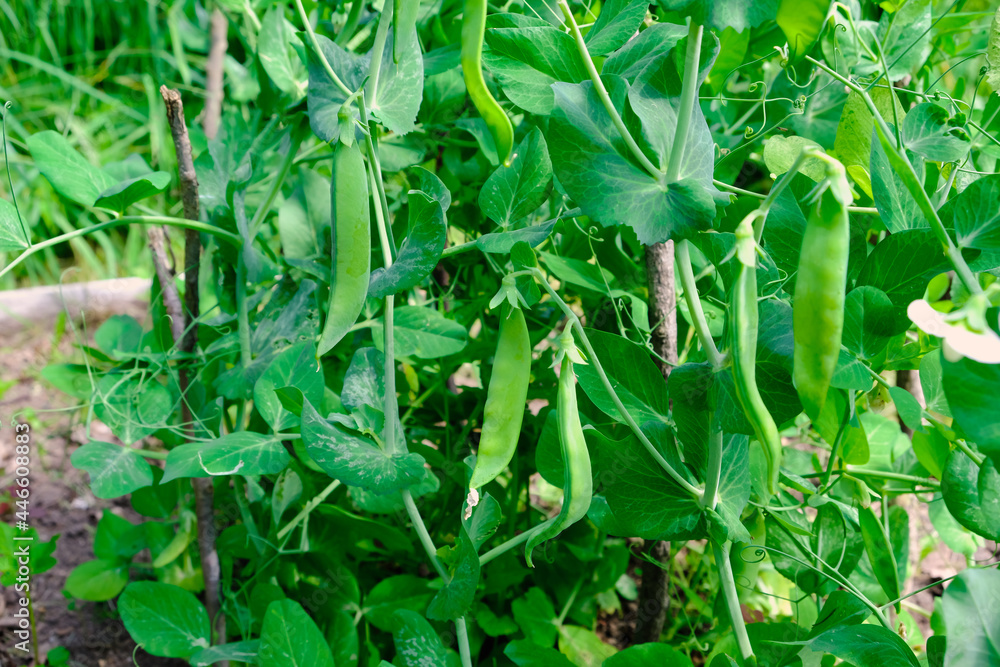Green peas in pods harvest on the bed, natural organic pea sprouts in summer Green peas in pods harvest on the bed, natural organic pea sprouts in summer