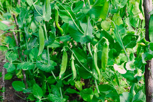 Green peas in pods harvest on the bed, natural organic pea sprouts in summer 