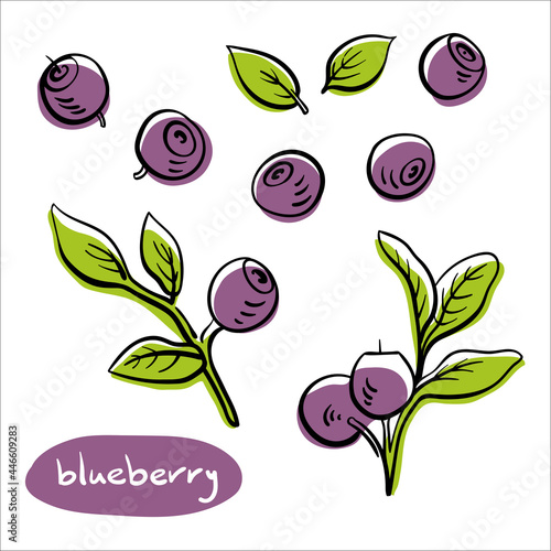 Blueberry. Colorful line sketch collection of fruits and berries isolated on white background. Doodle hand drawn fruits. Vector illustration