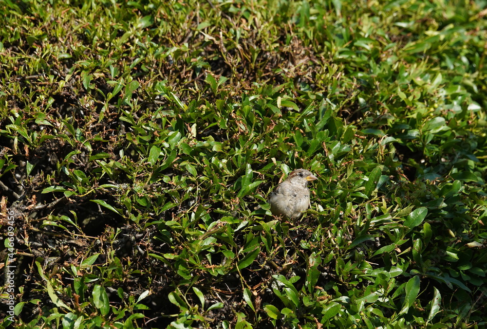 garden,hedge,sparrow,habitat, garden,hedge,sparrow,habitat,