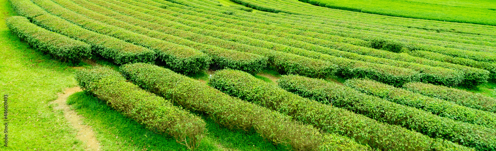 Panorama of green tea, plantation or green tea field