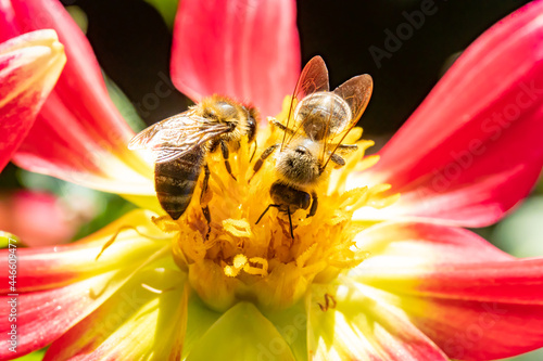 A pair of honey bee collecting pollen at yellow stamens in a flower, close up. A bee working on a garden flower.