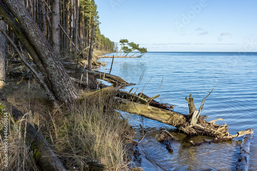 The wild shore of a body of water. Fallen trees on the shore. Deserted shores of the lake.
