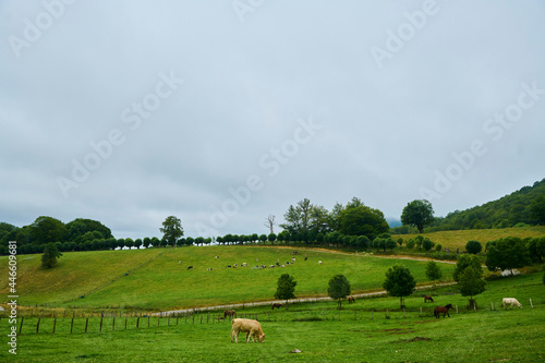 Green forest with cows in the Pyrenees mountains