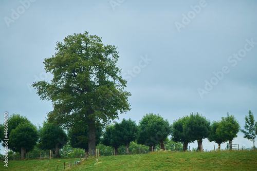 Green forest in the Pyrenees mountains