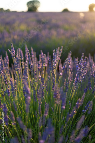 A detail of lavender