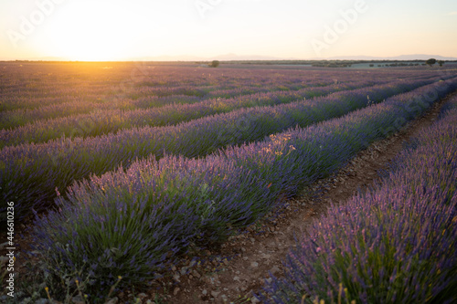A landscape of lavender fields in the sunset