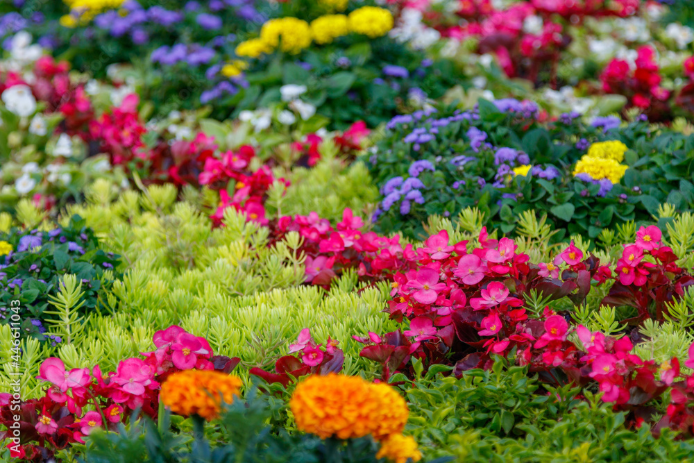 Obraz premium Flower Garden
