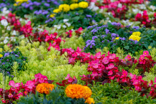 Flower Garden © Minakryn Ruslan 