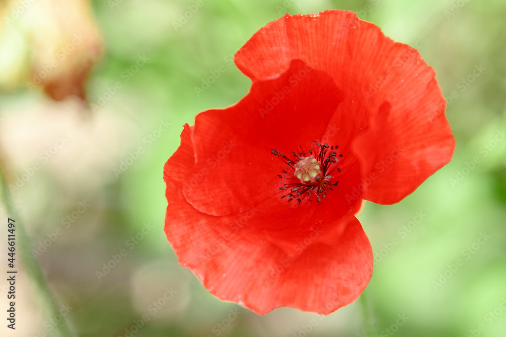 wonderful red poppies in green grass wonderful red poppies in green grass