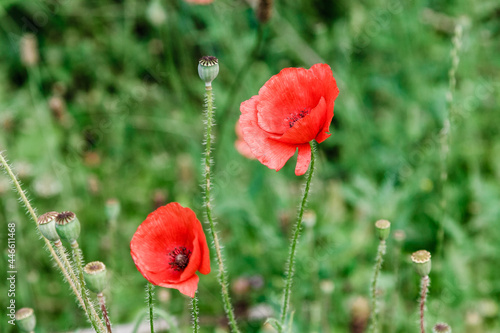 wonderful red poppies in green grass