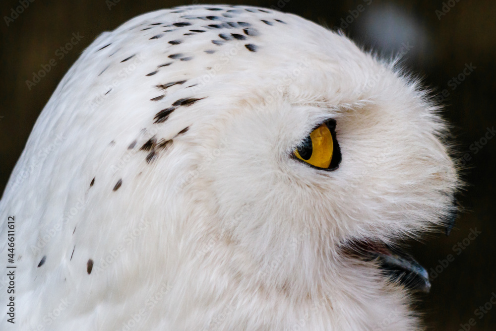 Naklejka premium beautiful white owl with yellow eyes and beak