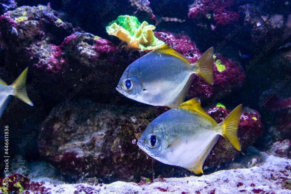 beautiful fish Monodactylus argenteus beautiful fish Monodactylus argenteus