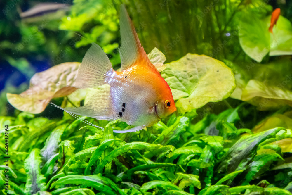 Obraz premium Pterophyllum scalare fish