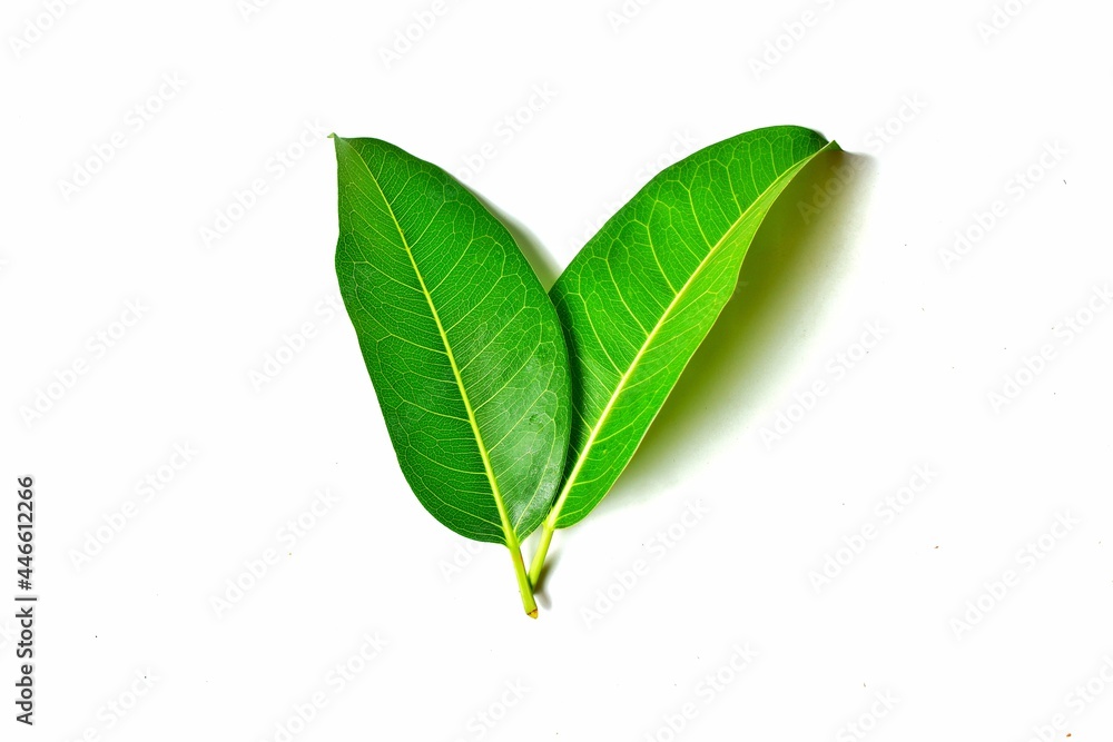 Obraz premium green leaf isolated on white