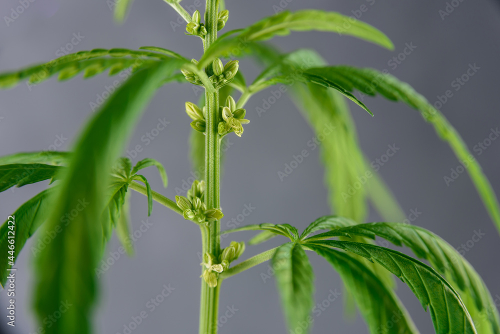 Fototapeta premium Cannabis plant with leaves and seeds close up on grey background