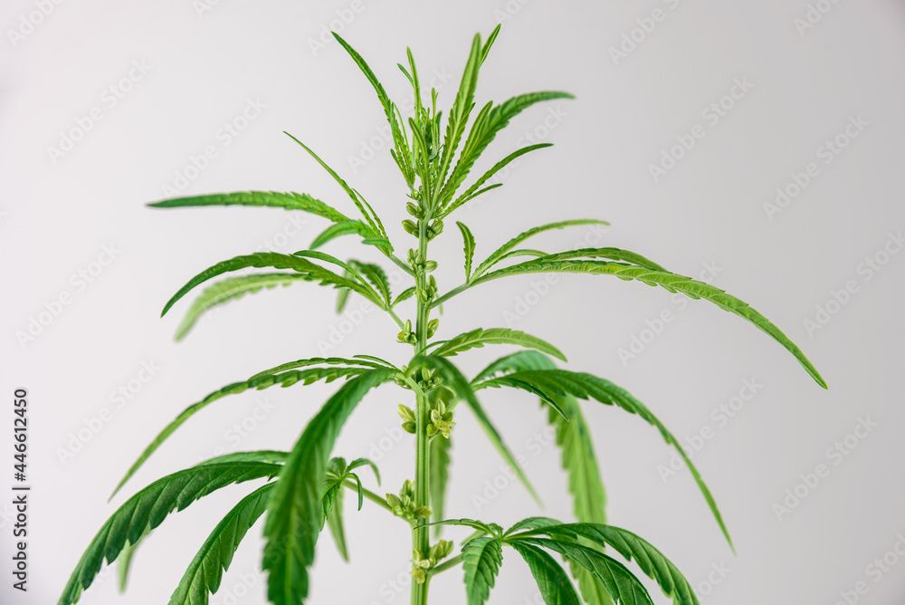 Cannabis plant with leaves and seeds close up on grey background Cannabis plant with leaves and seeds close up on grey background
