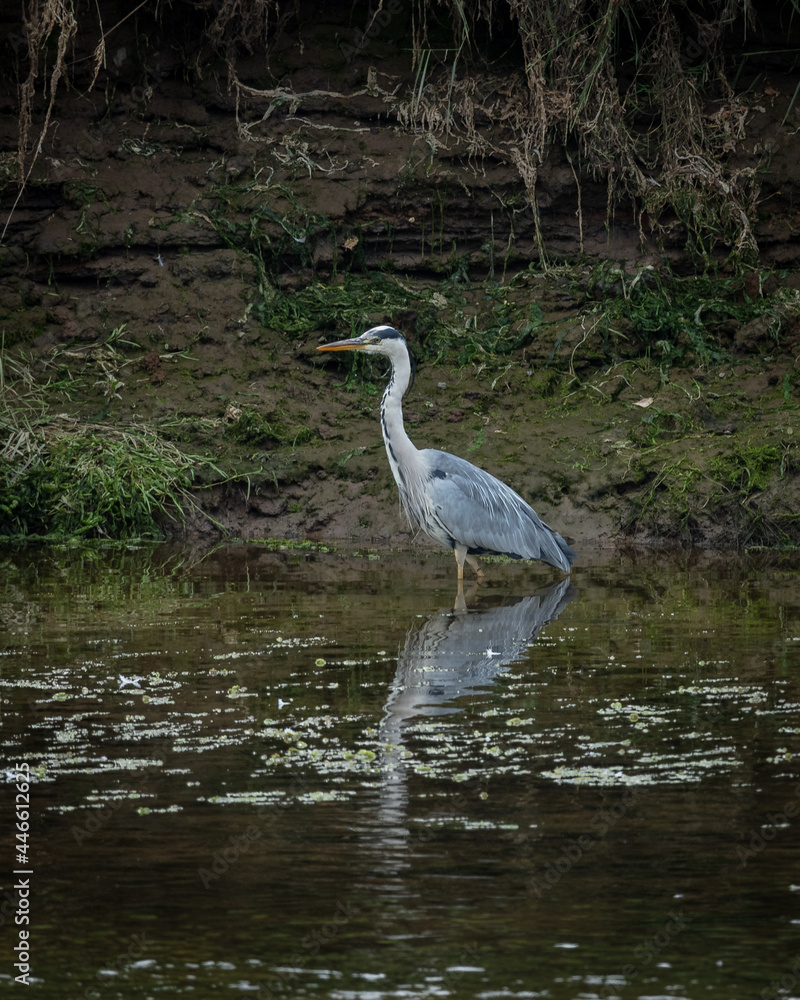 Grey Heron, large bird foraging for food on river bank and in river. Grey Heron, large bird foraging for food on river bank and in river.