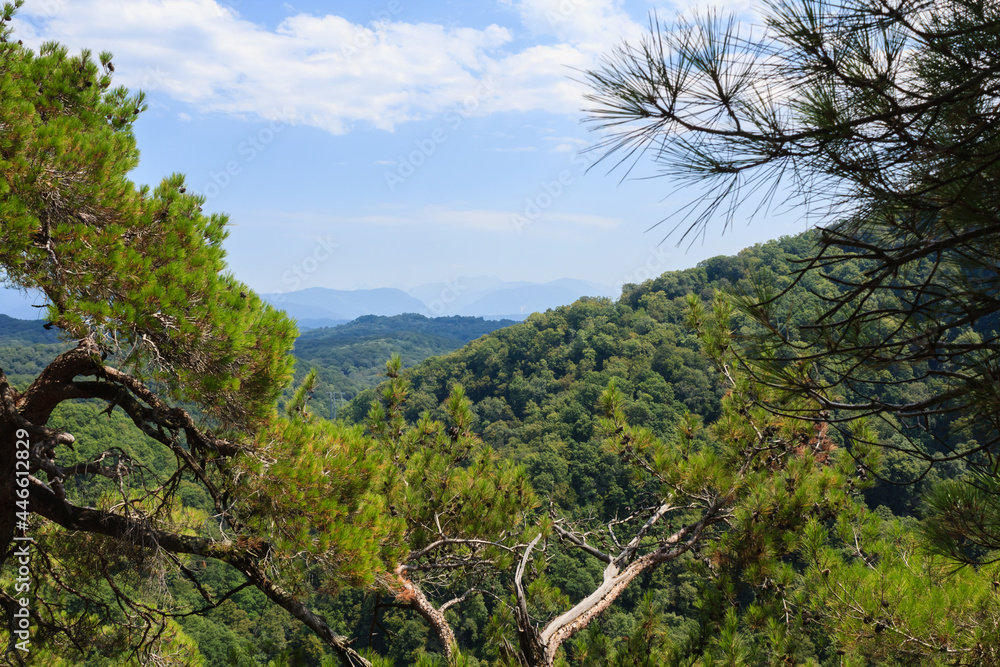 pine tree branches and view of the caucasus mountains covered with greenforest