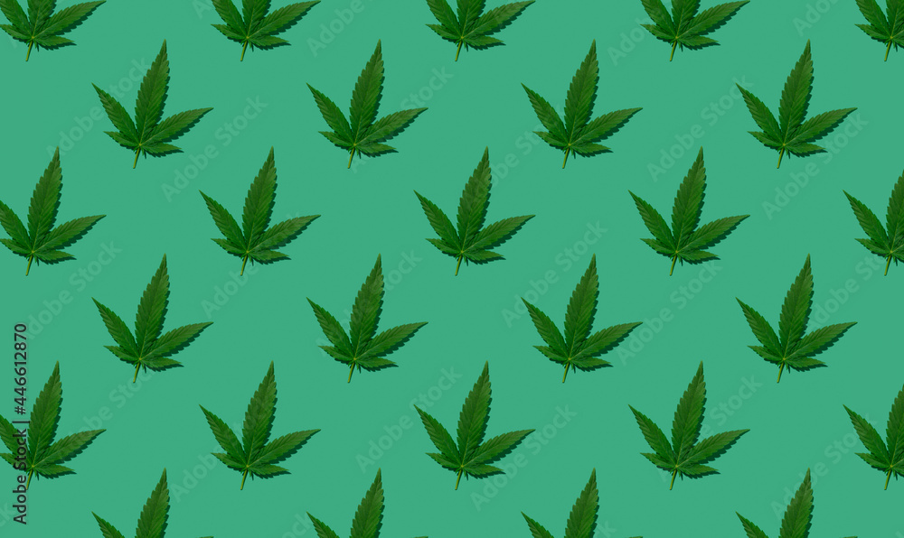 Cannabis green leaves pattern on green background Cannabis green leaves pattern on green background
