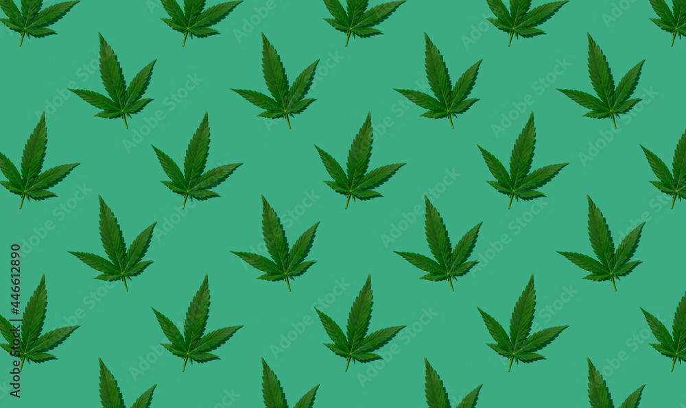 Cannabis green leaves pattern on green background