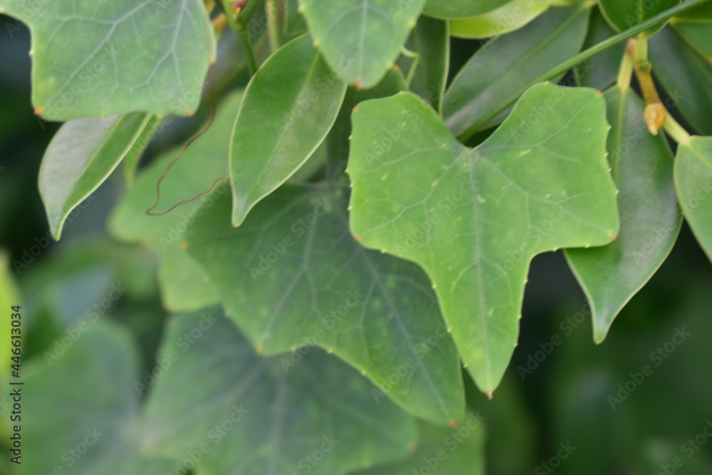 green leaves background green leaves background