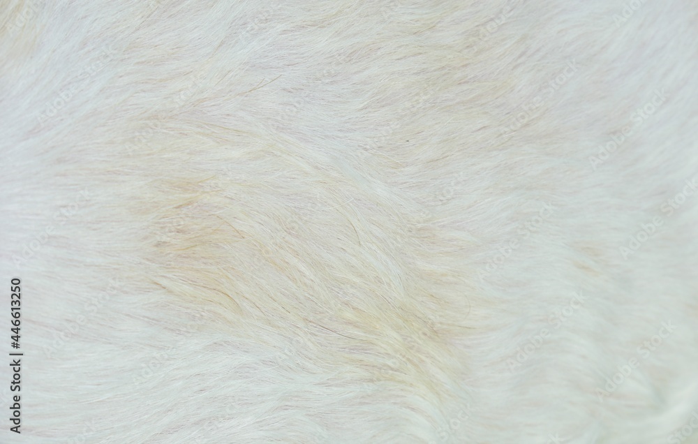 white fur background white fur background