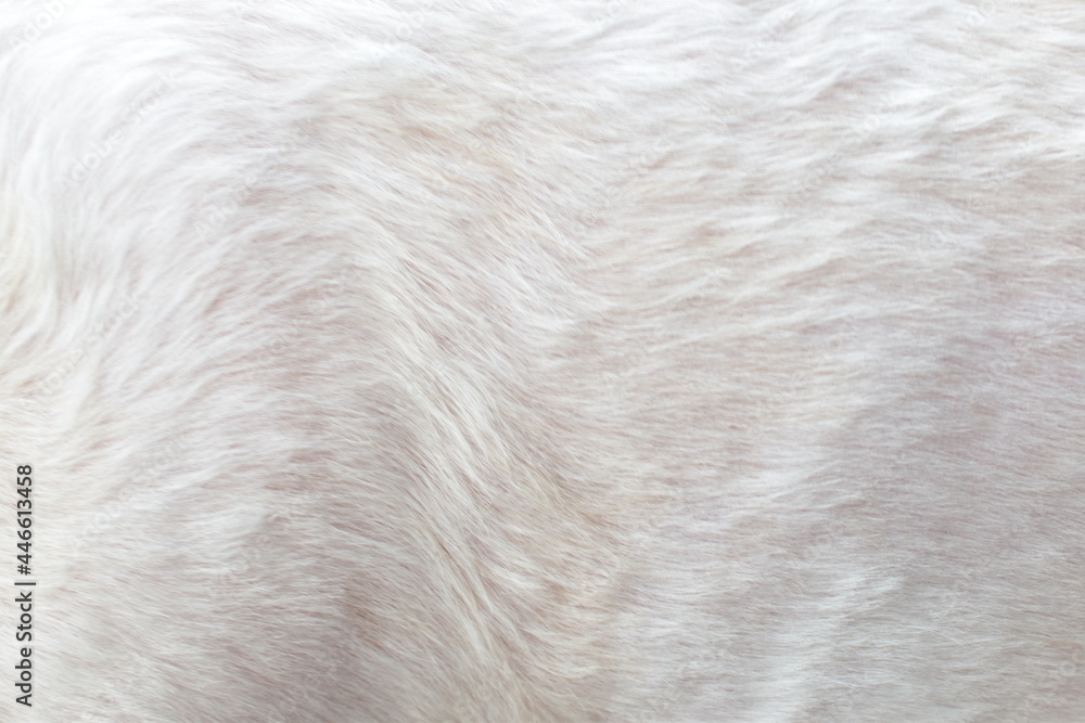 Fototapeta premium Close-up of white fur texture used for beautiful abstract fur background design