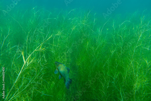 Photos A tench (tinca tinca) swims between waterplants in shallow water