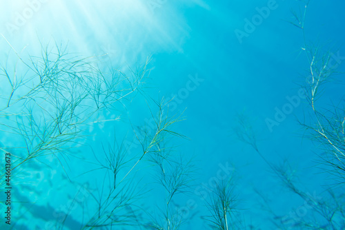 Water plants under the water surface on a sunny day