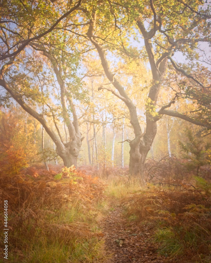 Misty autumn morning in Epping Forest Misty autumn morning in Epping Forest