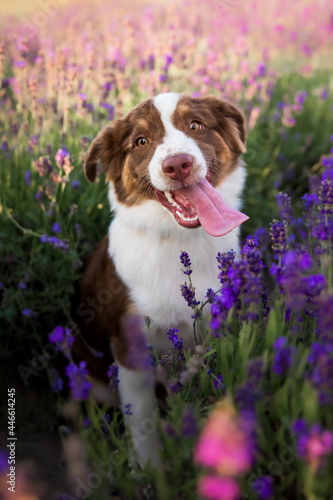 Miniature American Shepherd puppy dog in lavender field