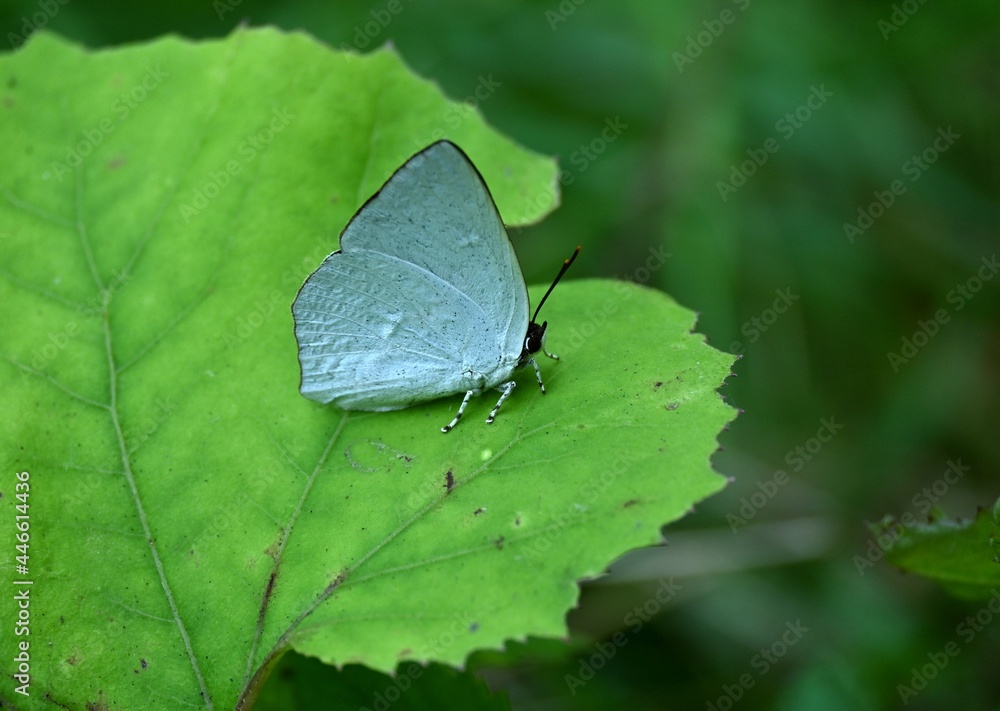 Obraz premium ウラギンシジミのオス