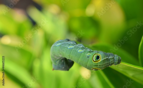 Green caterpillar blur nature background
