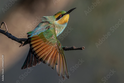 Rainbow Bee-eater. Brightly colored bee-eater with yellow face with black mask, green and blue underparts, black tail streamers. photo