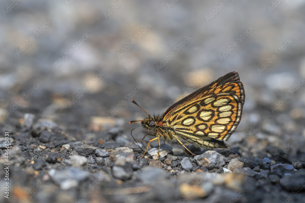 Fototapeta premium White Spotted Hoppy Butterfly (Heteropterus morpheus)