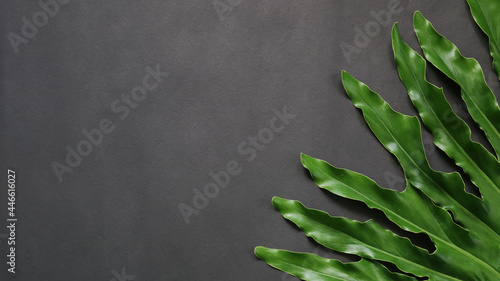 Top view of green leaves on black background empty space