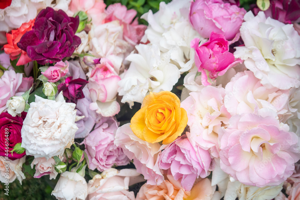 満開の薔薇の花束 バラ ローズ 一面の花 背景画像 Stock Photo Adobe Stock 満開の薔薇の花束 バラ ローズ 一面の花 背景画像 Stock Photo Adobe Stock