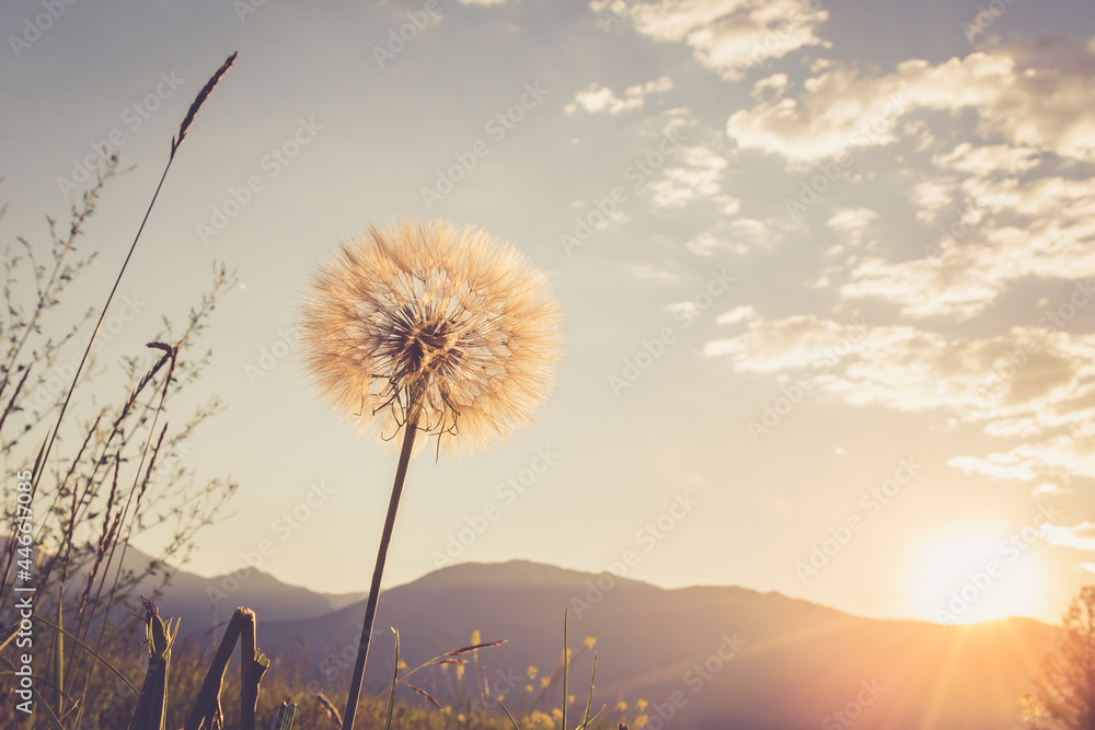 Dandelion in a field with mountains in background during the morning sunrise