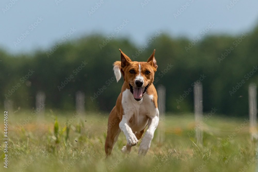 Basenji running full speed at lure coursing sport Basenji running full speed at lure coursing sport